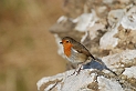 Robin - D